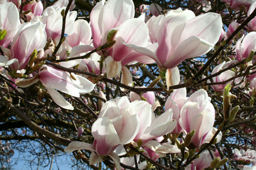 Magnolia-Tree-3